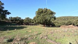 caccia al cinghiale con cani da ferma capriole [upl. by Charil2]