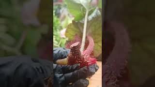 Begonia Stem Cuttings Propagation in soil planti plantpropagation [upl. by Eleumas]