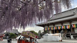 【西新井大師 總持寺】藤棚 [upl. by Ferrick947]