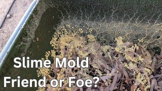 My Worm Bin Got Slime Mold Heres What Happened Next [upl. by Aitnahc725]