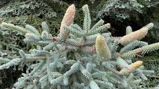 Blue spruce at Kew  July 2023 [upl. by Verdie]