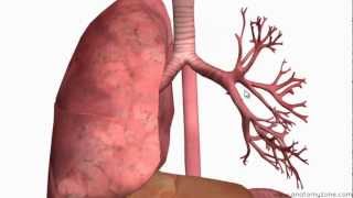 Respiratory System Introduction  Part 2 Bronchial Tree and Lungs  3D Anatomy Tutorial [upl. by Nnaarual891]