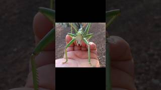 Types of Katydids Part 6 insects katydid [upl. by Yemac996]