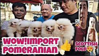 Bocaue petmarketimport na Pomeranianscottish foldexotic long hairAqua opaline dun 😍👍 [upl. by Drofla]