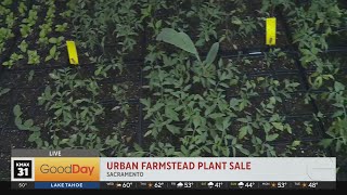 Urban Farmstead Plant Sale 7am [upl. by Ard112]