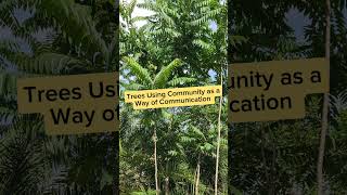 Forest Community Networks How Trees Communicate Together 🌳🌐 [upl. by Trebornhoj370]