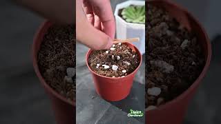 Aeonium tabuliforme propagation [upl. by Melvin]