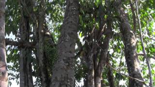 Organic Oud Ensar Oud amp One Massive Agarwood Tree [upl. by Lraep]