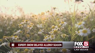 Pollen count high as allergy season underway [upl. by Elwaine242]