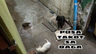 PUSA TAKOT SA DAGA [upl. by Scarlett]