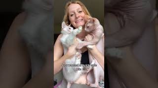 Cranky chicken sphynx hairlesscat donskoy cat animals pets funnycats catlover catlad vlog [upl. by Carolynne]