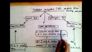 Differentiating Central diabetes insipidus and nephrogenic diabetes insipidus [upl. by Elleinnod734]