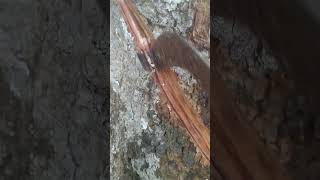 Satisfying Wood Carving ASMRRelaxing SoundsRubberWorkingrubberwoodwood working [upl. by Corso]