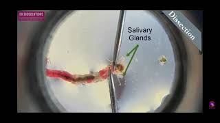 Preparation of polytene chromosome Part21 [upl. by Garlanda]