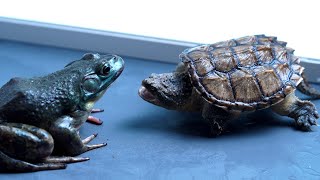 Red Eared Slider Turtle Care Beginner Guide [upl. by Robin]