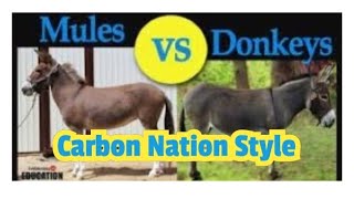 Carbon Nations Mules and Donkeys Edition [upl. by Dianna87]