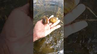 A lot of Snails in flooded areas naturelover freshwater niceplace [upl. by Drawoh320]