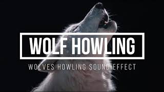 Wolf Howling 🐺 Wolf Howling Sound Effect [upl. by Chuipek459]