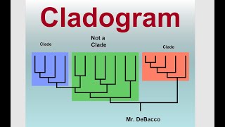 Cladogram [upl. by Pennie]