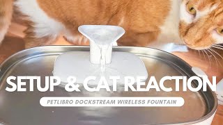 Petlibro Dockstream Wireless Fountain Setup amp Cats First Reaction [upl. by Feldstein]