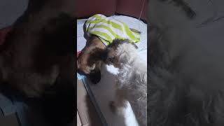 parvo parvovirus petlover pets doglover dog [upl. by Nalliuq]