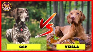 German Shorthaired Pointer Dog vs Hungarian Vizsla Dog  DogDingDa [upl. by Lehteb]