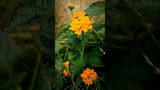 Lantana KuningYellow Lantana Flower [upl. by Aicsila908]