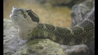 Feeding My pet Rattlesnake Northern Pacific Rattlesnake [upl. by Nodnek]