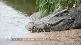 Crocodiles  dans les fermes géantes de Thaïlande [upl. by Cirred]