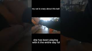 my cat is crazy about this ball [upl. by Nallac]