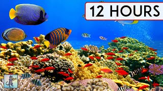 BEAUTIFUL CORAL REEF AQUARIUM COLLECTION • 12 HOURS • BEST RELAX MUSIC • SLEEP MUSIC • 1080p HD [upl. by Yelkao]