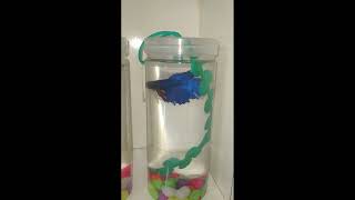 Betta Fish after 6 months lost one 😠😠 Dont buy Red colour one go with Blue colour [upl. by Hgieloj626]