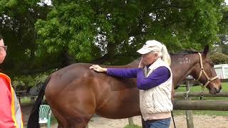 Equine craniosacral therapy  releasing the intertransverse joint [upl. by Platas]