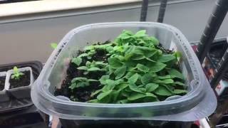 How To Grow A Kiwi Tree Or Vine From Seed Day 39 [upl. by Halyahs]