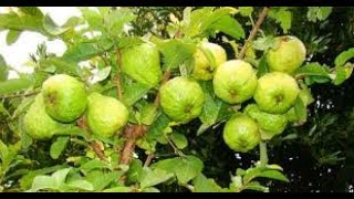 Guava tree air layering propagation with cocopeat Agri CAMBO [upl. by Neelahs]