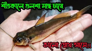 শীত মৌসুমে গুলশা মাছ চাষে ভালো গ্রোথ আসে। মাছ ক্রয় করুন01710223754WhatsApp [upl. by Shelah]