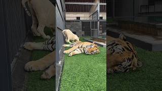 Snowy playing but Kenzo trying to take a nap 😴🐯 [upl. by Navada]