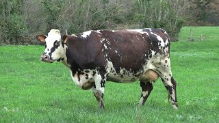 Oreillette une vache normande égérie du prochain Salon de lagriculture  AFP [upl. by Nodla]