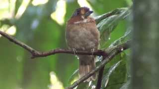 Rufousnecked Puffbird Malacoptila rufa  Spix 1824 [upl. by Aikan]