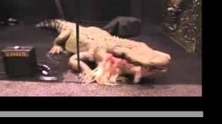 Man eating Alligator Halloween Haunted House Animatronic Prop [upl. by Evered]