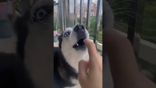 Drama husky compilation animal funny dog husky dogs doglover funnyvideo [upl. by Johann]