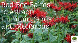 Attract Hummingbirds and Monarchs With Red Bee Balms  TN Nursery [upl. by Adnilreb]