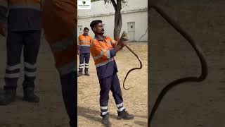 Rescue Indian rat snake from Rajasthan Dariba mines HZL VTC viralshort shorts yuotubeshorts ￼ [upl. by Ddot]