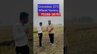 Greenline 2272 Wheat Variety 2024 🌾 [upl. by Ardnoik]