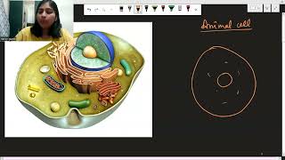 Cell division  cell13  fundamental unit of life  class9th  ncert  cbse  rbse notes of biology [upl. by Inatsed]