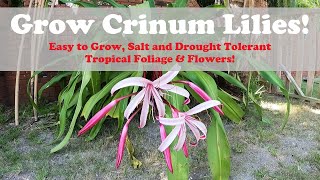 Giant Crinum Lily  You Should Grow Them [upl. by Gnak762]