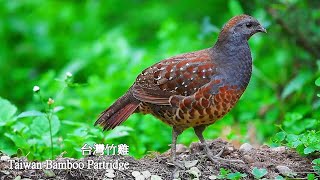 台灣竹雞竹雞Taiwan Bamboo Partridge [upl. by Gean]