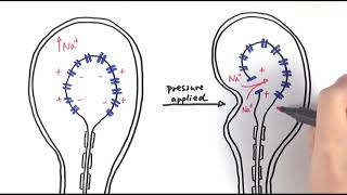 A2 Biology  Pacinian corpuscle OCR A Chapter 133 [upl. by Najed]