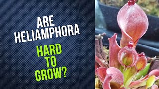 Are Heliamphora Hard To Grow [upl. by Naujyt]