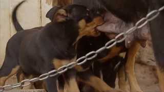 Kelpie The Legend Documentary [upl. by Ottavia]